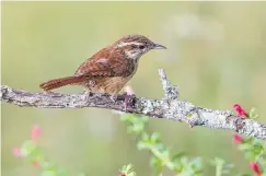  ?? Kathy Adams Clark ?? Carolina wrens form lifelong mating pairs that raise three or more broods from spring through summer.