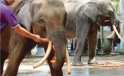  ?? FILE PIC ?? Pygmy elephants at the Lok Kawi Wildlife Park in Sabah. They are often sought-after by poachers for their ivory which fetches a high price on the black market.