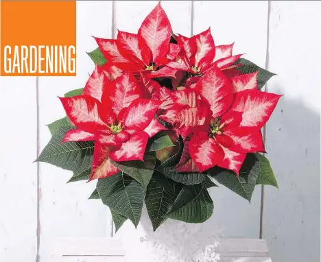  ??  ?? The Christmas Beauty Princess is just one of many breeds of poinsettia­s displayed in homes across the globe around the Christmas season.