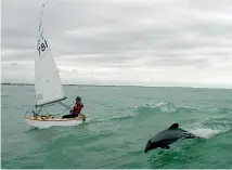  ??  ?? Racing dolphins can be part of the action for yachties competing off Caroline Bay, as Jubal Pauley, 11, shows during an event in November.