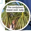  ?? ?? The cordylines tower over Judy