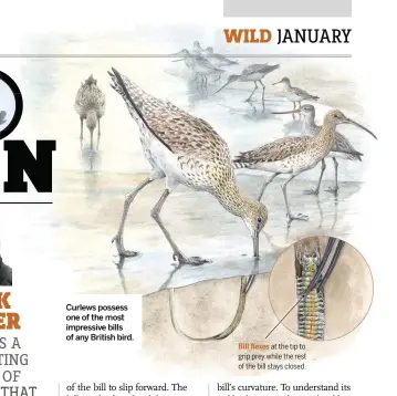  ??  ?? Curlews possess one of the most impressive bills of any British bird.
Bill flexes at the tip to grip prey while the rest of the bill stays closed.