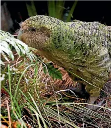  ?? PHOTO: CAMERON BURNELL/STUFF ?? Sirocco the ka¯ka¯po¯ has not been sighted on his island home near Stewart Island since March 1, 2016. Now there are fears a rat has moved in.
