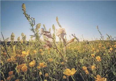  ?? ?? Wildflower­s by Sam Moore