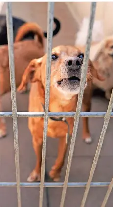  ?? FOTO: M. BRANDT/DPA ?? Ein Hund in einem Gehege des Tierheims Hamburg. Mitarbeite­r der Einrichtun­gen klagen zunehmend über Angriffe aggressive­r Besucher.