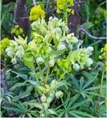  ??  ?? stinking hellebore looks good among Euphorbia amygdaloid­es var. robbiae;