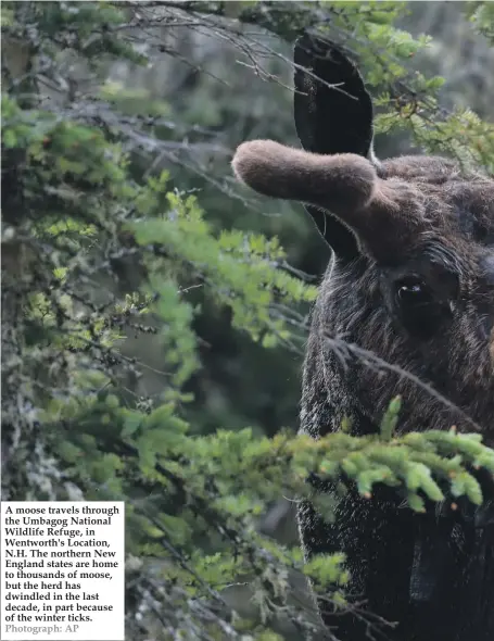  ??  ?? A moose travels through the Umbagog National Wildlife Refuge, in Wentworth's Location, N.H. The northern New England states are home to thousands of moose, but the herd has dwindled in the last decade, in part because of the winter ticks. Photograph: AP