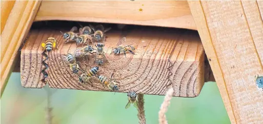  ??  ?? Hornets eat a variety of insects, but beehives are easy marks. A hornet will “hawk” the hive, hovering around the entrance until it catches a bee and carries it away.