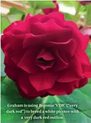  ??  ?? Graham is using Begonia ‘VDR’ (“very dark red”) to breed a white picotee with a very dark red outline.