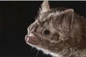  ?? MARCO A. R. MELLO — AAAS ?? According to a report published Friday in the journal Science Advances, scientists have figured out why vampire bats are the only mammals that can survive on a diet of only blood.