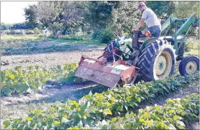  ?? Submitted Photo/BETH PATTON ?? Michael Croasdell Patton looks over rows of green beans and squash as he steps down from the tractor on his family’s farm at Maysville. Michael and his parents, Jack and Beth Patton, grow much of the produce sold at the Gravette Farmers Market.