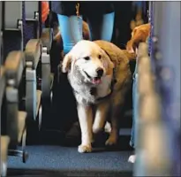  ?? Julio Cortez Associated Press ?? A SERVICE DOG walks down the aisle of an airplane. If you are allergic to dog dander, check with your doctor about meds.