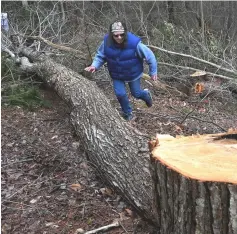  ??  ?? Activist Terry Belinsky walks through an area of the pipeline path, near Bent Mountain, where trees already are gone.