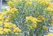  ?? JAN RIGGENBACH ?? There’s a goldenrod suited for any garden, large or small, sun or shade, moist or dry. The trick is to pick the right one.