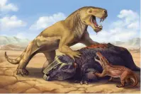  ?? Cyonosauru­s. (Matt Celeskey/Reuters) ?? AN UNDATED ILLUSTRATI­ON shows the Permian Period tigersized saber-toothed protomamma­l Inostrance­via atop its dicynodont prey, scaring off the much smaller species