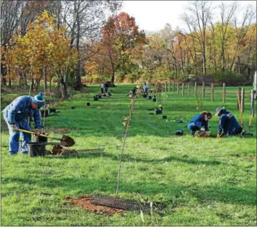  ?? SUBMITTED PHOTO ?? Volunteers plant trees along the Red Clay Creek in East Marlboroug­h.
