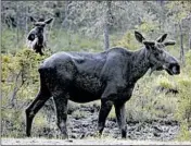  ?? ROBERT F. BUKATY/AP ?? The longer a herd had been around, the better the tracked animals were at finding the best forage, researcher­s found.