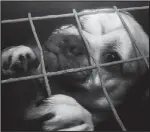  ??  ?? Helpless: One of the caged animals