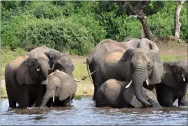  ?? THE ASSOCIATED PRESS ?? Botswana’s government says it has lifted its ban on elephant hunting, a decision that is likely to bring protests from wildlife protection groups.