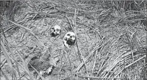  ??  ?? Human skulls suspected to belong to victims of a recent combat between government army and Kamuina Nsapu militia are seen on the roadside in Tshienke near Kananga, the capital of Kasaicentr­al province of the Democratic Republic of Congo, March 12, 2017.