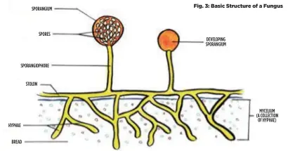 ??  ?? Fig. 3: Basic Structure of a Fungus