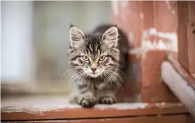  ?? One cat’s litter can produce 420,000 cats in seven years. Photo by 42 North/Unsplash ??