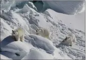  ?? KRISTIN LAIDRE VIA AP ?? An adult female polar bear, left, and two 1-year-old cubs walk over snow-covered freshwater glacier ice in southeast Greenland in March 2015.
