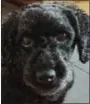  ?? PROVIDED ?? Luze, an 11-year-old miniature poodle, had to be euthanized after being attacked by a bear on Nov. 3 in West Hurley, N.Y.