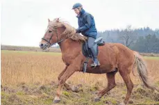  ??  ?? Finnpferde sind ausgeglich­en, sportlich und gelehrig.