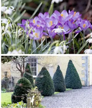  ??  ?? PRETTY POCKETS (clockwise from above left) A vintage lead planter filled with winter jasmine and snowdrops; Crocus tommasinia­nus; hellebores and snowdrops by the ‘Bunny’ gate; five topiaried yew cones line the drive to give a smart, formal look. Each one is slightly different