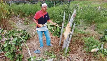  ?? PIC BY ROSLI ZAKARIA ?? Villager Abdul Rahman Abu Bakar pointing to what is left of his jackfruit trees in his orchard in Kampung Pelong in Setiu on Monday night.