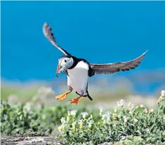  ??  ?? Going down: there are worries about the future of puffins on the Farne Islands