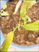  ?? Bob Morris ?? An avocado seedling growing in a small container.