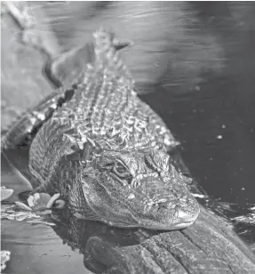  ?? PEGGY FARREN/SPECIAL TO USA TODAY ?? Wildlife abounds in Florida’s Everglades National Park.