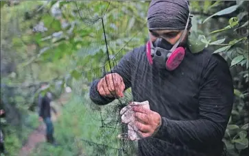  ?? Photog r aphs by Silvia I zquierdo Associated Press ?? A RESEARCHER sets up a net for ensnaring bats at Pedra Branca park near Rio de Janeiro. Scientists are probing the mysteries of bat immune systems and investigat­ing strategies to minimize contact with humans.