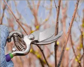  ?? Getty Images / iStockphot­o ?? Pruning trees at this time is wise, as you don't have leaves cluttering your view.