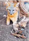  ?? COURTESY OF LAURI DODGE ?? This fox was freed from a leg-hold trap on Dec. 30 near Placitas.