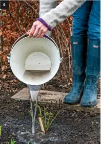  ??  ?? 4.
Step 4: The bucket of water used to soak the roots is then poured over the newly planted rose. The plant should be watered every 2-3 days until well establishe­d.