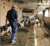  ??  ?? Farmer Steve Jones herds dairy goats to the milking parlor at Joneslan Farm in Hyde Park, Vt.