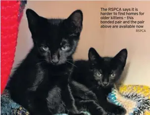  ?? RSPCA ?? The RSPCA says it is harder to find homes for older kittens – this bonded pair and the pair above are available now