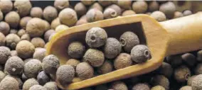  ?? ?? Allspice berries known in Jamaica as pimento is one of the focus produce of the US Department of Agricultur­e Food for Progress Jamaica Spices project.