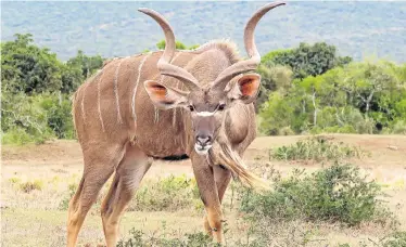  ?? Picture: PAM KRZYZA ?? BUSH ENCOUNTER: A kudu could be one of the antelope cyclists will meet on the Addo Elephant Cycle Charge