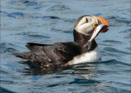  ?? Photo: Jeanine Winkel ?? Selon le gouverneme­nt de Terre-Neuve-et-Labrador, 95% des macareux de l’Amérique du Nord nichent sur les côtes de Terre-Neuve-et-Labrador.