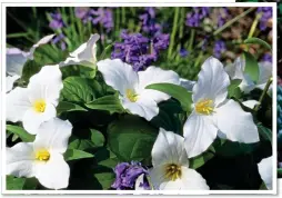  ??  ?? EARLY RISERS: Bright trillium Grandiflor­um ‘wake robin’, above, and a carpet of sulphur-yellow Erythorniu­m ‘pagoda’, right