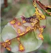  ?? ?? Classic symptoms of myrtle rust on a hedge.