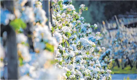  ?? FOTO: JENS LINDENMÜLL­ER ?? Volle Blüte: Was für Außenstehe­nde gut aussieht, stellt für viele Bauern mehr Arbeit dar.