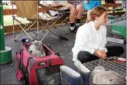  ?? PHOTO BY WILLIAM J. KEMBLE ?? Teagan Helsley, 10, of Hurley, and her New Holland Lop rabbit Kiara wait for judging at the Ulster County Fair in New Paltz.