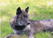  ?? OREGON DEPARTMENT OF FISH AND WILDLIFE ?? OR-4, the alpha male of Oregon’s Imnaha wolf pack, wears a GPS collar in Wallowa County east of Joseph, Ore., in 2011.