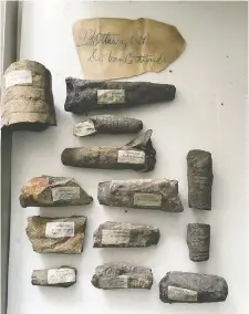  ?? MICHELLE COYNE/GEOLOGICAL SURVEY OF CANADA ?? Stone fragments containing cephalopod fossils, collected by Dr. Edward Van Cortlandt, are now in the historical collection­s of the Geological Survey of Canada.