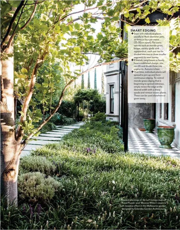  ??  ?? Massed plantings of lily turf ( Liriope muscari
‘Royal Purple’ and ‘Monroe White’) create a lush meadow effect in this Melbourne garden designed by Eckersley Garden Architectu­re.